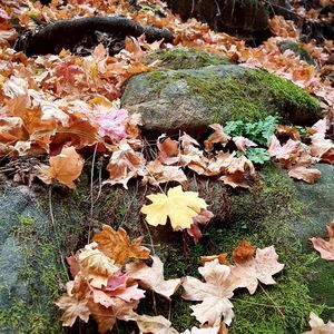 Meet your Posher, Terrisa